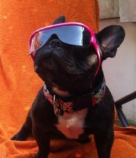 hitzeschlag bei tieren