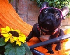 Urlaub mit Haustieren